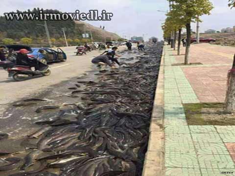 رگبار ماهی از آسمان تایلند